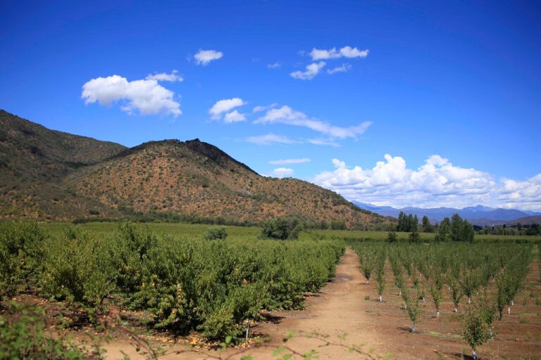 Se esperan hasta 35°C: Emiten advertencia agrometeorológica por altas temperaturas desde Coquimbo a La Araucanía