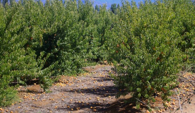 Emiten advertencia agrometeorológica por altas temperaturas en cuatro regiones del país: Se prevén hasta 36°C