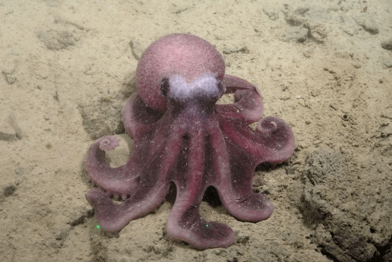Graneledone Sellanesi: Científicos chilenos descubren nueva especie de pulpo de aguas profundas del Pacífico