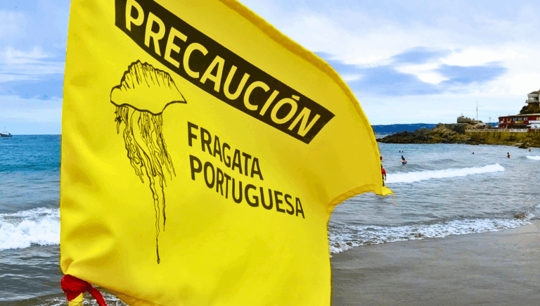 ¿Qué debo hacer si me pica una fragata portuguesa?