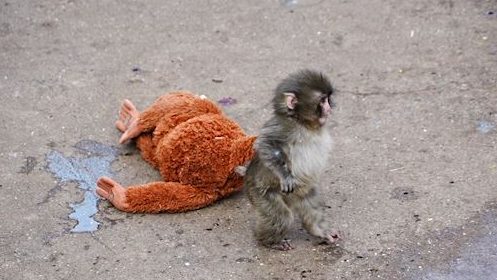 La resiliencia de Punch ante el abandono y el rechazo: La historia del macaco japonés que conmueve en redes