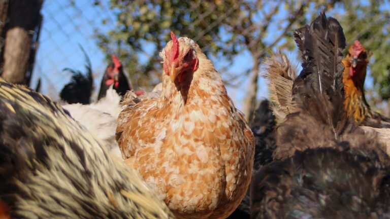 SAG suspenderá certificación de exportaciones avícolas tras confirmar caso de influenza aviar en plantel industrial