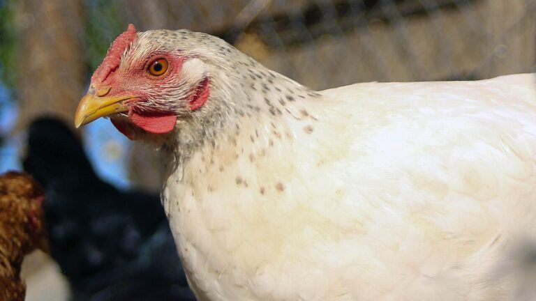 SAG confirma caso de influenza aviar H5N1 en aves de traspatio en la Región Metropolitana