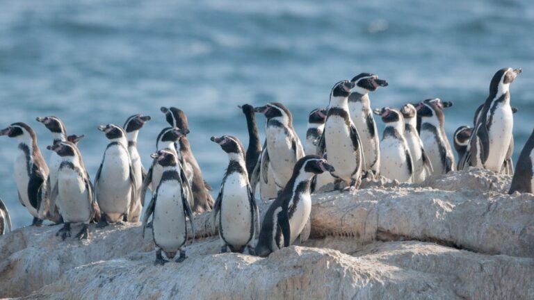 Municipalidad de Zapallar, Conaf y ONG impulsan restauración ecológica en Isla Cachagua para proteger al pingüino de Humboldt
