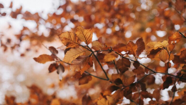 Panoramas gratis este 21 y 22 de marzo: Actividades en el MUT, Ñuñoa y Santiago para recibir el otoño