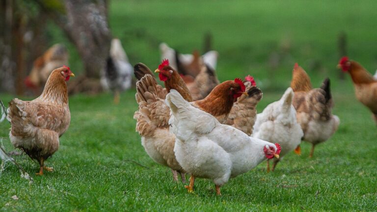 Tras brotes de influenza aviar en distintas regiones: Ministerio de Agricultura llama a reforzar medidas de seguridad en gallineros