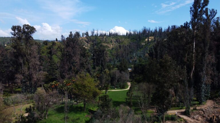 Detectan gripe aviar en ganso asilvestrado: Cierran por dos semanas la laguna del Jardín Botánico de Viña del Mar