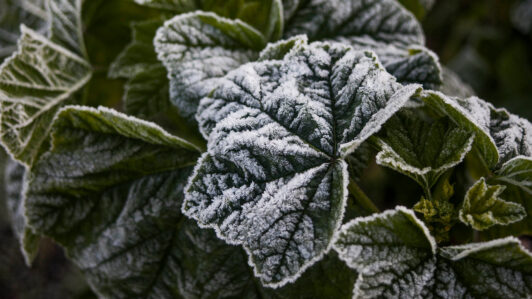 Meteorología emite advertencia agrometeorológica por heladas entre Maule y Biobío: ¿Cuándo serán?