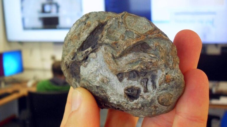 Descubren el primer huevo fósil de un antepasado de los mamíferos: El Lystrosaurus ponía huevos y sobrevivió a la mayor extinción masiva