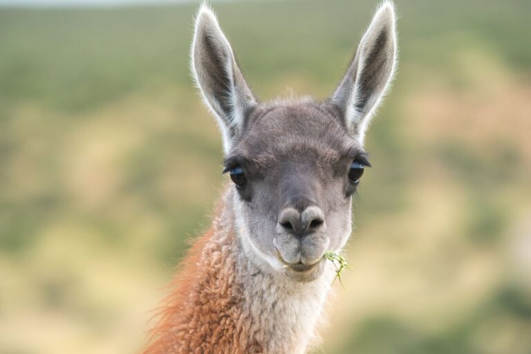 Conaf confirma hallazgo de inusual guanaco blanco integrado a su manada en el norte de Chile