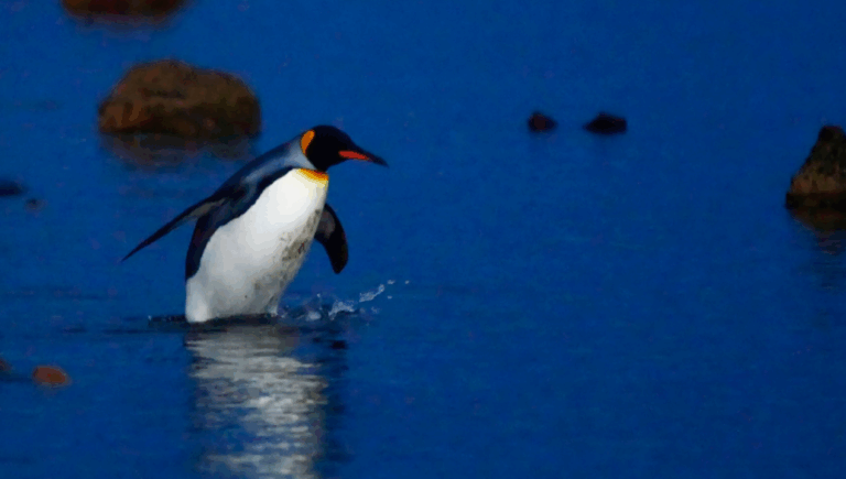 Pingüino emperador y lobo fino antártico quedan “En Peligro” por el cambio climático, alerta la UICN