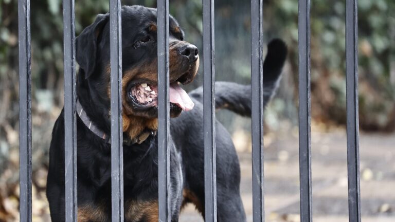 El angustioso relato tras ataque de tres perros rottweiler a una mujer en La Serena