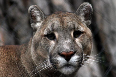“Es un hecho extremadamente grave”: SAG anuncia acciones legales por hallazgo de puma muerto con perdigones