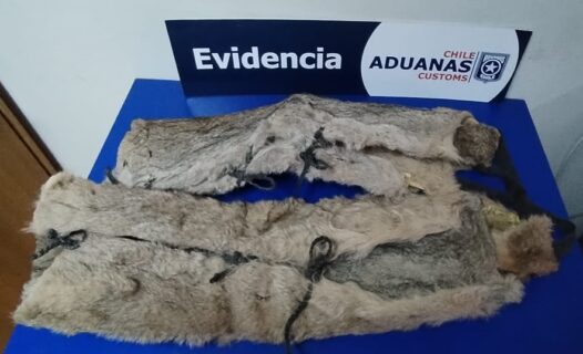 Aduanas detecta dos pieles de pumas escondidas al interior de un auto en paso fronterizo: Es especie protegida en Chile