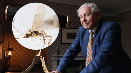 Científicos bautizan una avispa chilena con el nombre de David Attenborough en su cumpleaños número 100