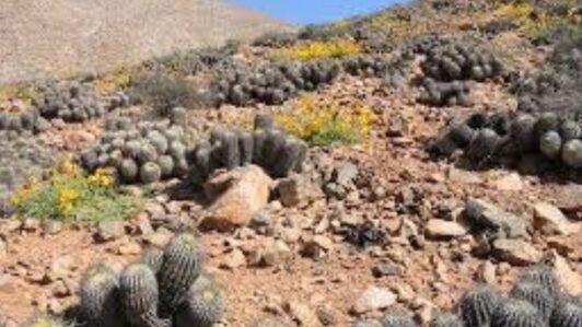 Copiapoa bajo amenaza: Más del 80% de las especies están en peligro de extinción