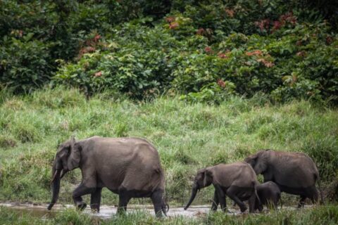 El estiércol de elefante y la guitarra: La alianza improbable que busca salvar el ébano africano