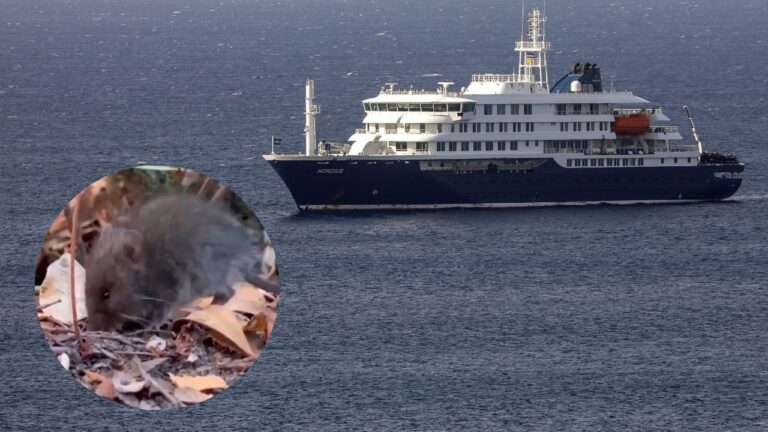 Hantavirus en crucero: Minsal confirma aislamiento preventivo de dos chilenos que abordaron el barco MV Hondius
