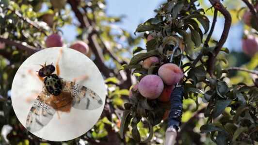 Alerta sanitaria en Las Condes: SAG detecta foco de mosca de la fruta y pide revisar domicilios