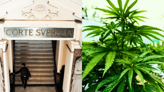 Corte Suprema absuelve a acusado por tráfico en Quilpué tras acoger tesis de uso medicinal de cannabis