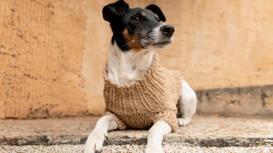 Invierno y mascotas: No todas necesitan abrigo, advierten veterinarios sobre mitos y cuidados clave