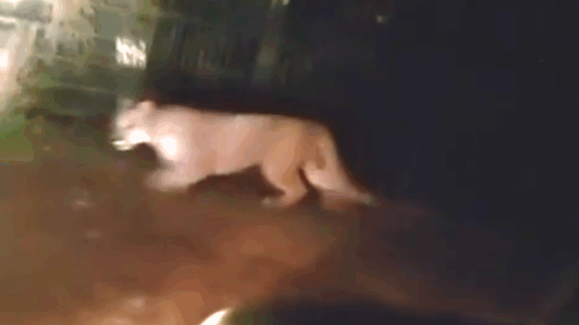 Nuevo avistamiento de puma en Paine alerta a vecinos: Municipio pide no acercarse ni perseguirlo