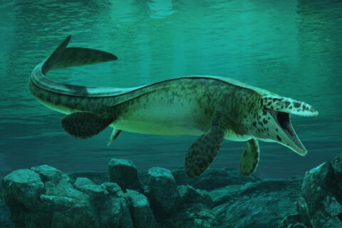 Científicos describen una nueva especie: El Tylosaurus rex, el 