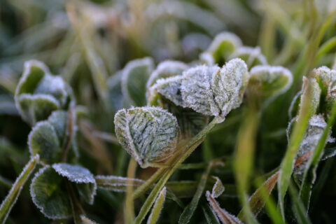 Se prevén hasta -2°C: Emiten advertencia agrometeorológica por heladas para este jueves en cinco regiones del país