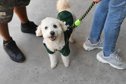 Contraloría alerta riesgo de uso indebido de fondos destinados a la protección de mascotas: Apuntaron a municipalidades