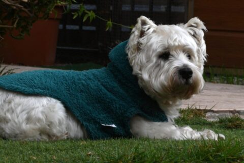 ¿Cómo saber si mi perro o gato tiene frío? Síntomas y cuidados
