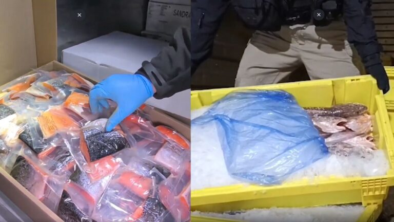 Contrabando de pesca ilegal: Caen 54 personas, inc