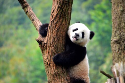 ¿Un Panda Gigante en Chile? La inédita e insólita campaña del Buinzoo para traer a Chile al famoso animal de China
