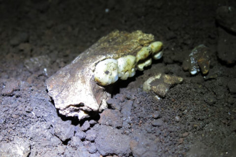 Hallan solo hembras de Homo naledi en la cueva sudafricana: El misterio que divide a los científicos