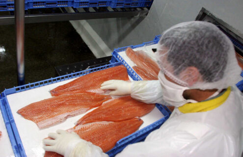 Salmón chileno se consolida en Estados Unidos: Consumo promedio anual alcanza los 1,6 kilos por persona