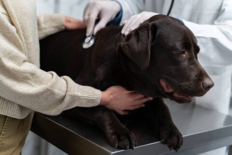 Tos de las perreras: cómo reconocer esta enfermedad en tu perro y cuándo consultar al veterinario