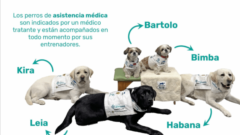 Foto de los dogtores