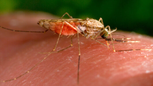 ¿Qué es la malaria y cómo se transmite? Especialista responde tras caso fatal en Biobío