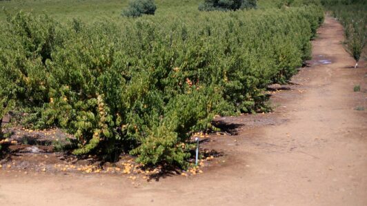 Ñuble: Autoridades llaman a agricultores a adoptar medidas preventivas ante llegada de nuevo sistema frontal