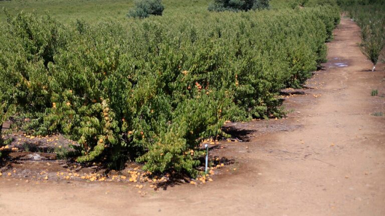 Ñuble: Autoridades llaman a agricultores a adoptar medidas preventivas ante llegada de nuevo sistema frontal
