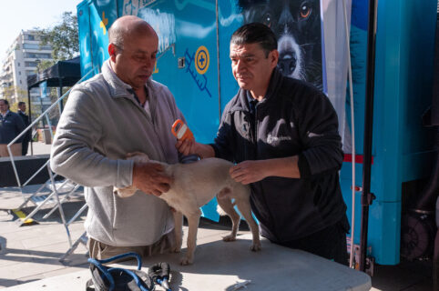¿Tu mascota podría salvar otra vida? Veterinario explica cómo funciona la donación de sangre