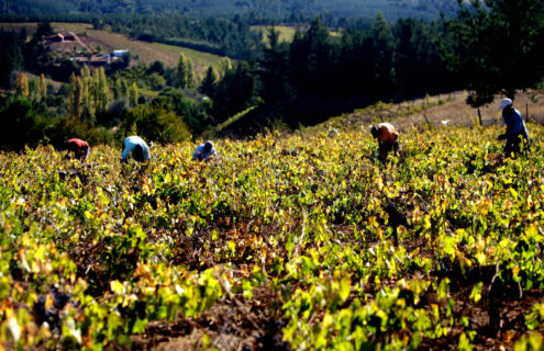 Nuevas medidas migratorias ayudarán a llegada de trabajadores temporales de la agricultura: Habrá facilidades para residencias temporales