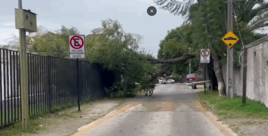 Fuertes ráfagas de viento provocan caída de árbol a un costado de clínica en Las Condes