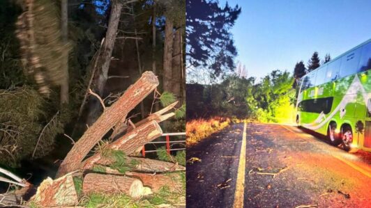 Declaran Alerta Roja en Pucón: Fuertes vientos provocan caída de árboles, rutas cortadas y cortes de luz para más de 8 mil clientes