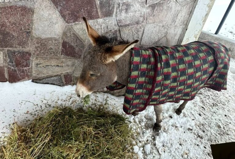 Video: Rescatan a burro que quedó atrapado bajo la nieve en La Parva