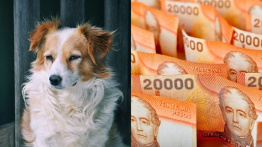 Perro mordió a vecina en Cerro Navia: Tribunal condenó al dueño a pagar casi $2 millones de indemnización a la afectada