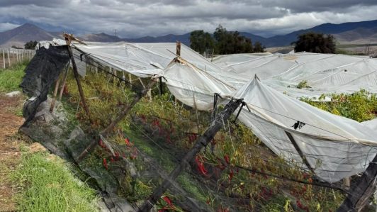 Sistema frontal: Indap activa prórroga automática del pago de créditos para agricultores de Atacama y Coquimbo