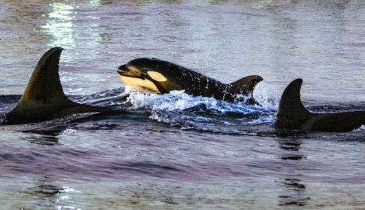 Científicos documentan por primera vez cómo las orcas hacen explotar peces luna con impactos a alta velocidad en aguas mexicanas