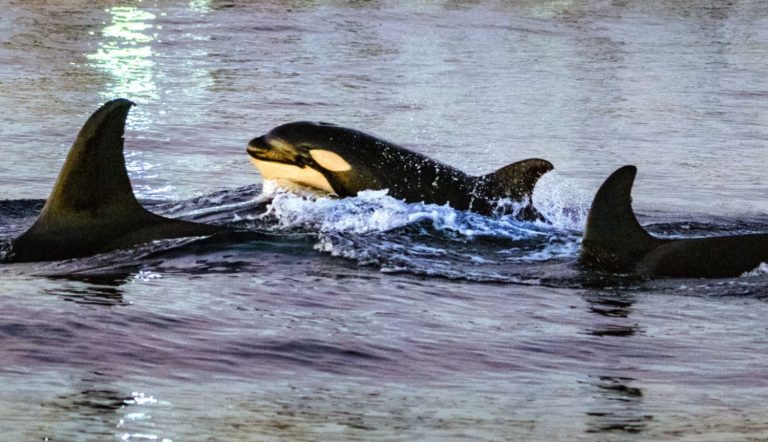Científicos documentan por primera vez cómo las orcas hacen explotar peces luna con impactos a alta velocidad en aguas mexicanas