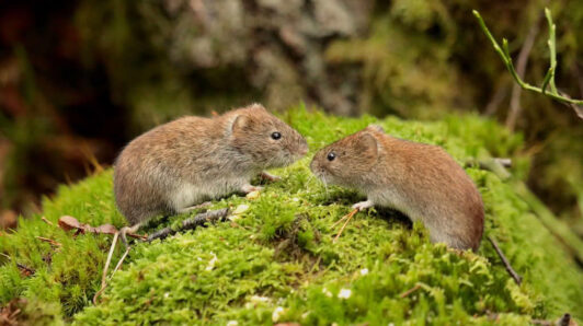 Minsal decreta alerta sanitaria por hantavirus en el país: Regirá entre Atacama y Magallanes por un año
