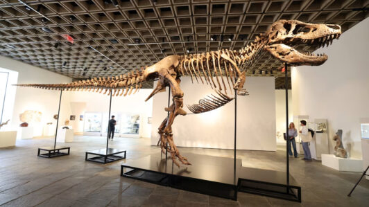 Esqueleto de T. rex se vende en $50 millones y se convierte en el fósil más caro de la historia